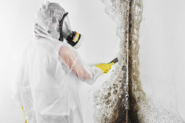 Attic Mold Removal in Blackwell, OK