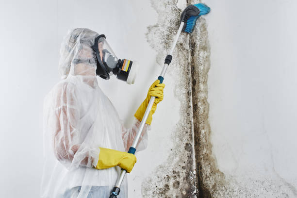 Best Affordable Mold Removal  in Blackwell, OK
