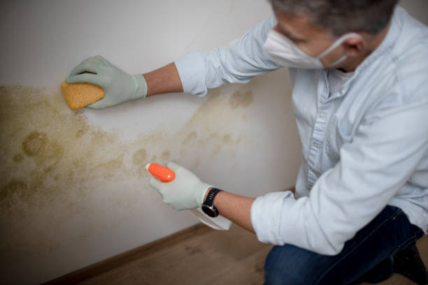 Office Mold Removal Services in Blackwell, OK