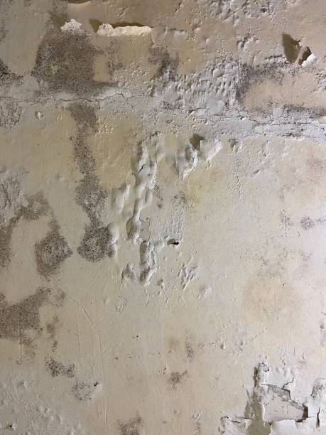 Mold Testing and Removal in Blackwell, OK