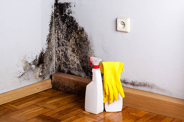 Best Attic Mold Removal  in Blackwell, OK