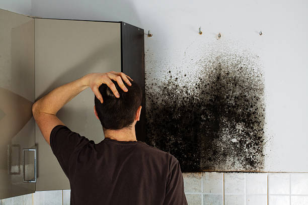 Best Same-Day Mold Removal  in Blackwell, OK